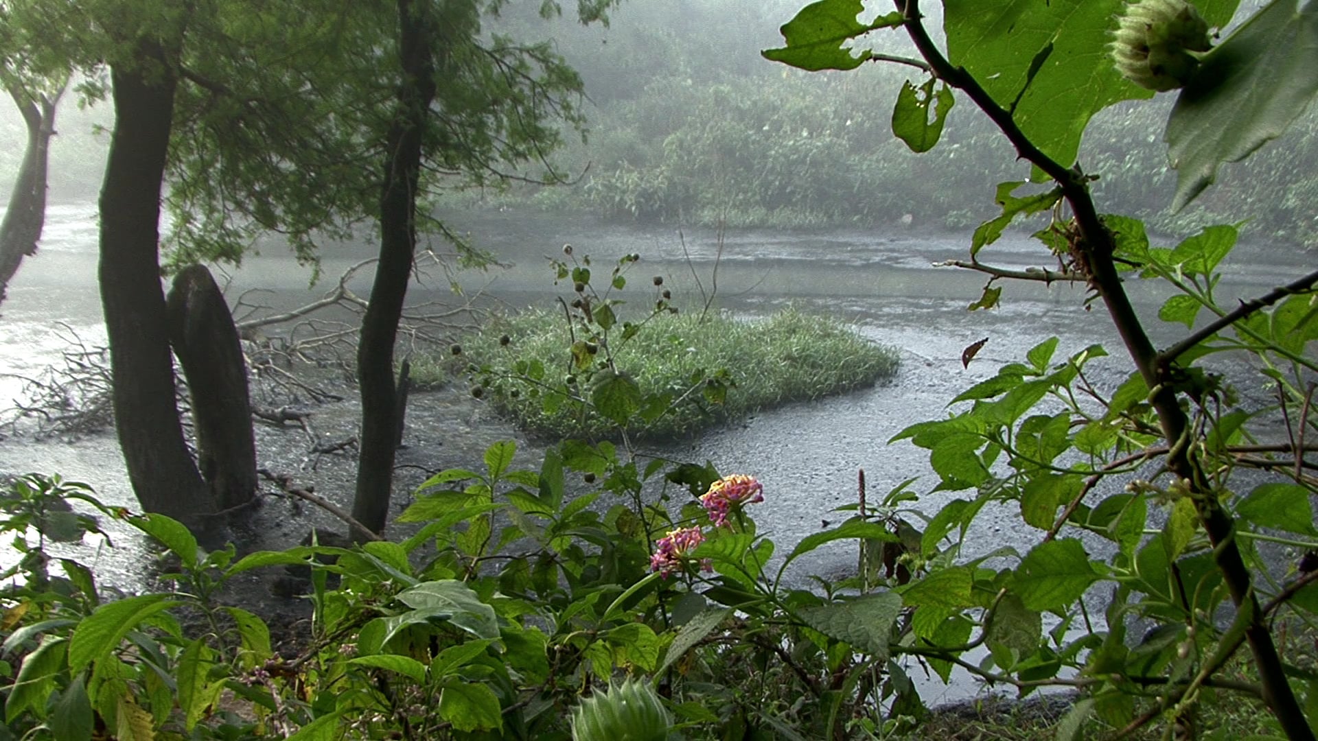 Sewage Pond’s Memoir (2017)